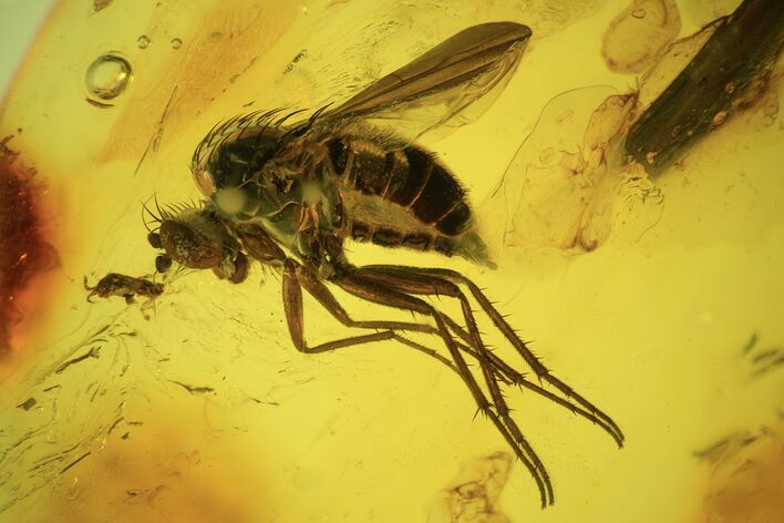 Exceptionally Detailed Fly (Diptera) In Baltic Amber #84667
